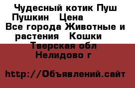 Чудесный котик Пуш-Пушкин › Цена ­ 1 200 - Все города Животные и растения » Кошки   . Тверская обл.,Нелидово г.